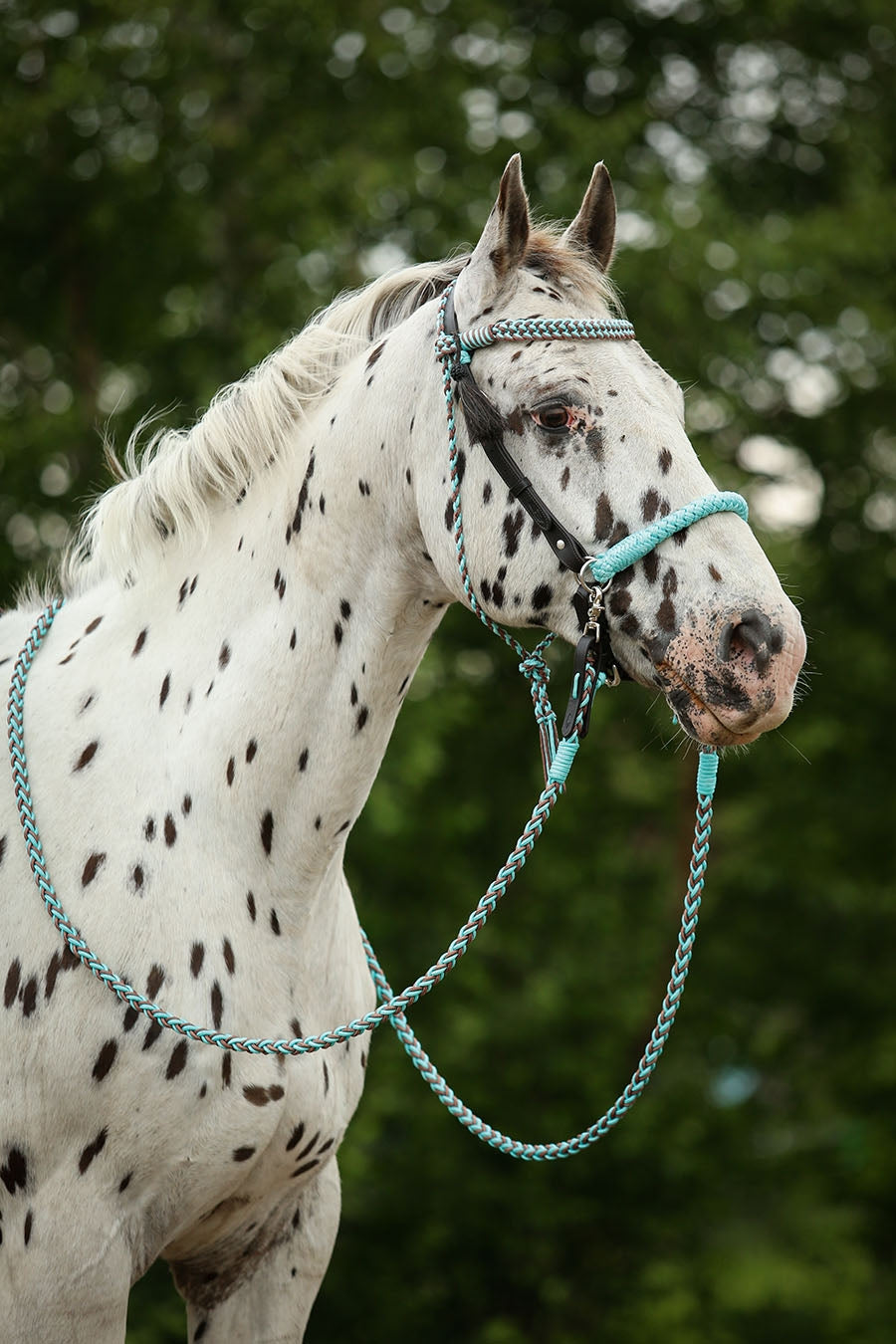 Barefoot® 'Amber' 2-in-1 Bitless Bridle