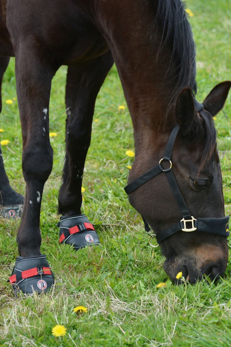 Equine Fusion Ultra Jogging Shoe