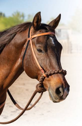 Professional’s Choice Loping Hackamore with Braided Rein