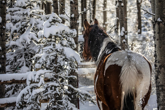 "Tulsa" – Metal Print by Marnie Jazwicki