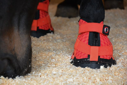Equine Fusion Recovery Shoe 2.0